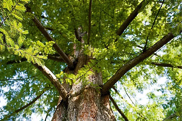 Tree viewed from below