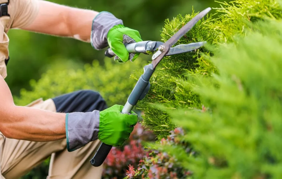 Gloved hands trimming a garden shrub with hedge shears.