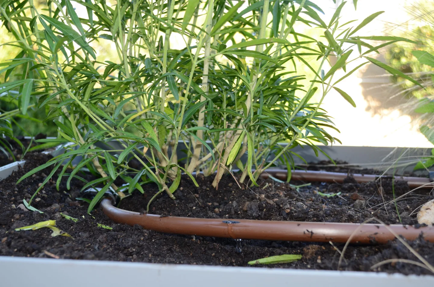 Drip line watering a planter
