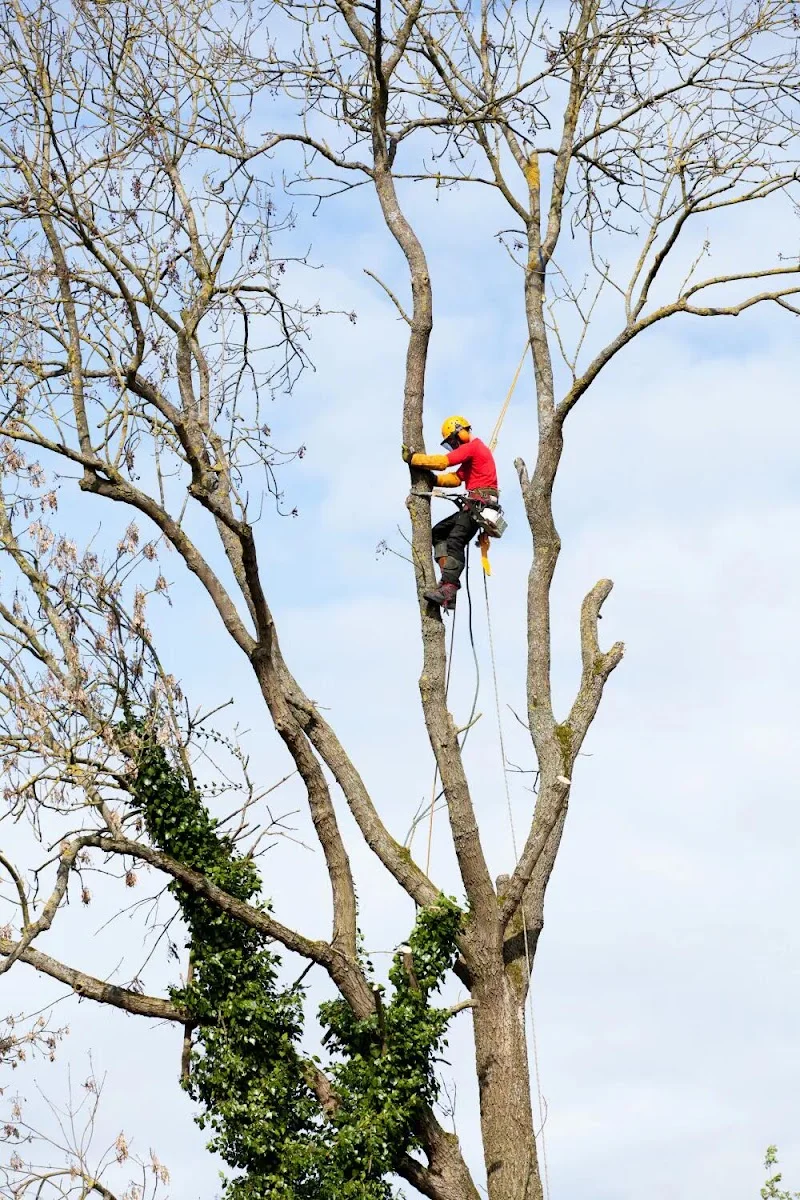 Rope access high in a bare tree