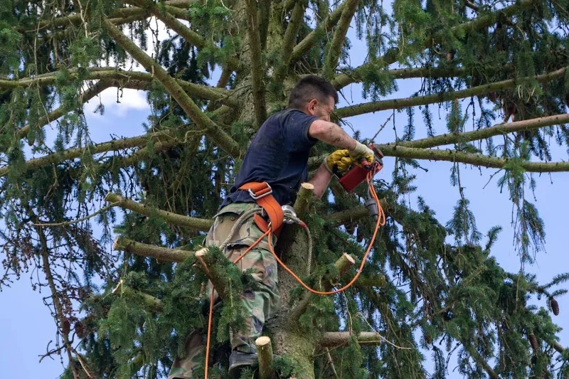Pruning inside the crown of a spruce