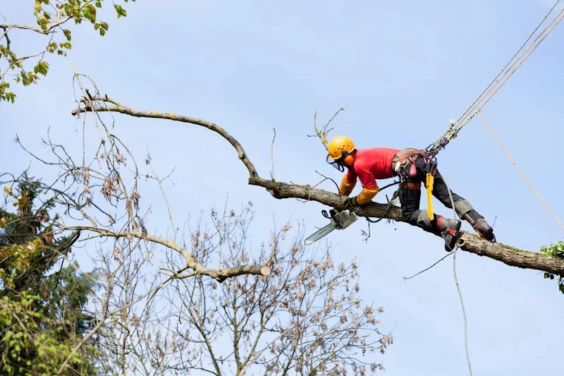 Climber roped onto a branch with a chainsaw