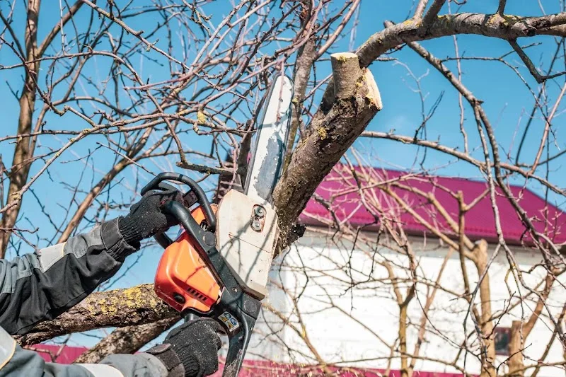 Cutting back a branch with a chainsaw