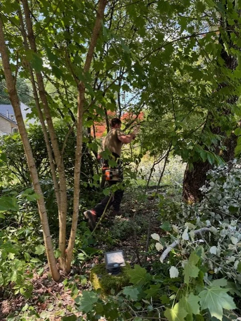 Clearing undergrowth between garden trees